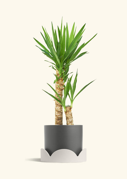 Yucca Cane in a 10 inches Charcoal Classic Cylinder Planter in a Oat Petal Drip Tray