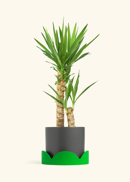 Yucca Cane in a 10 inches Charcoal Classic Cylinder Planter in a Shamrock Petal Drip Tray