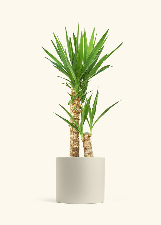 Yucca Cane in a 10 inches Oat Classic Cylinder Planter 