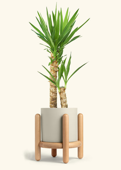 Yucca Cane in a 10 inches Oat Classic Cylinder Planter in a Beech Wood Stand