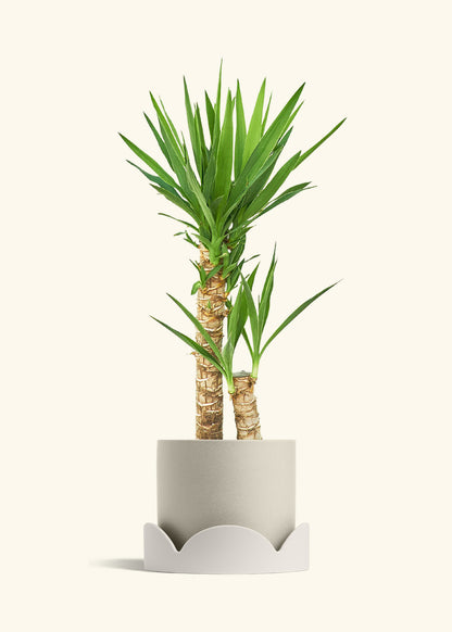 Yucca Cane in a 10 inches Oat Classic Cylinder Planter in a Oat Petal Drip Tray
