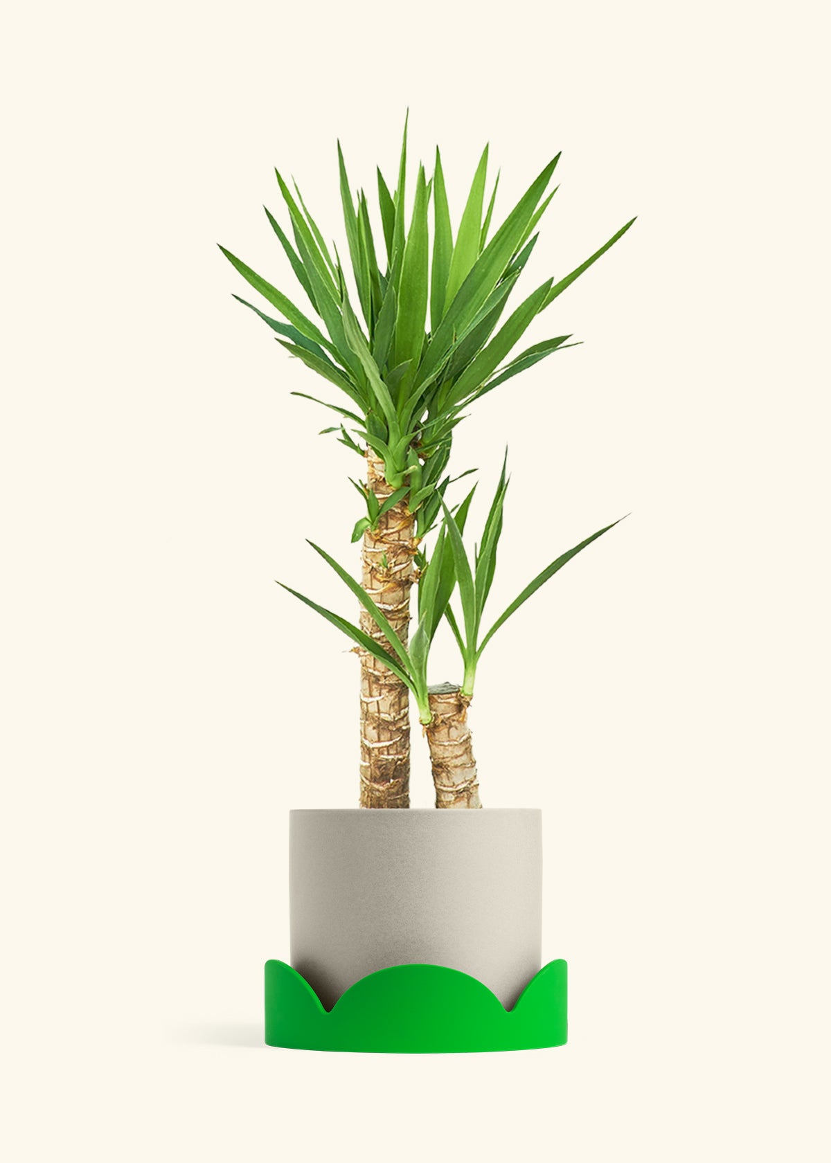 Yucca Cane in a 10 inches Oat Classic Cylinder Planter in a Shamrock Petal Drip Tray