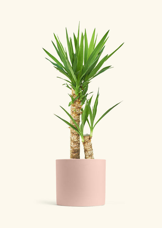 Yucca Cane in a 10 inches Pink Classic Cylinder Planter 