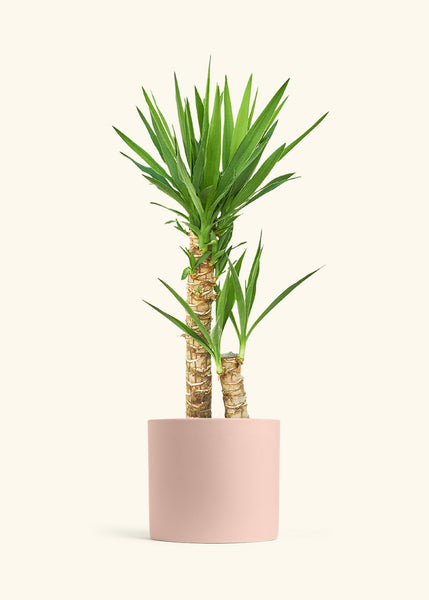 yucca plant large Yucca Cane – Hey Rooted