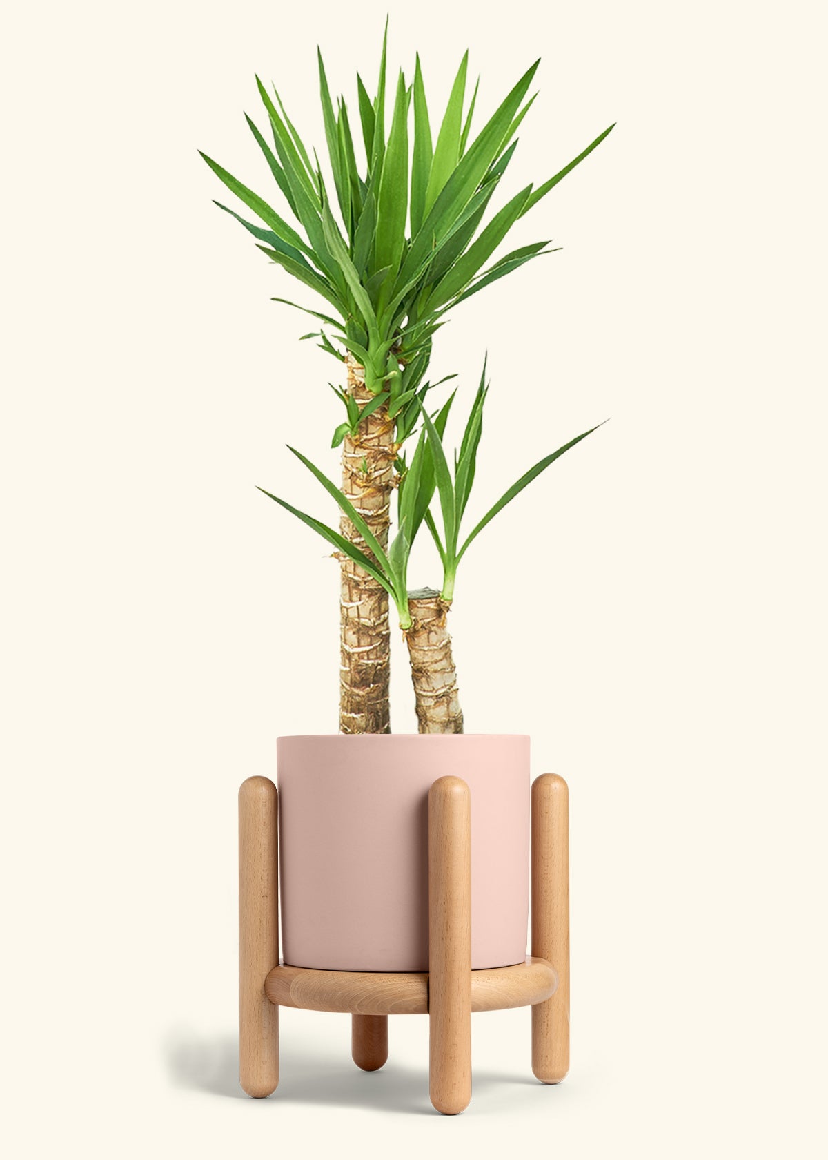 Yucca Cane in a 10 inches Pink Classic Cylinder Planter in a Beech Wood Stand