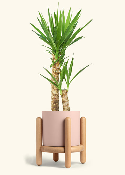 Yucca Cane in a 10 inches Pink Classic Cylinder Planter in a Beech Wood Stand