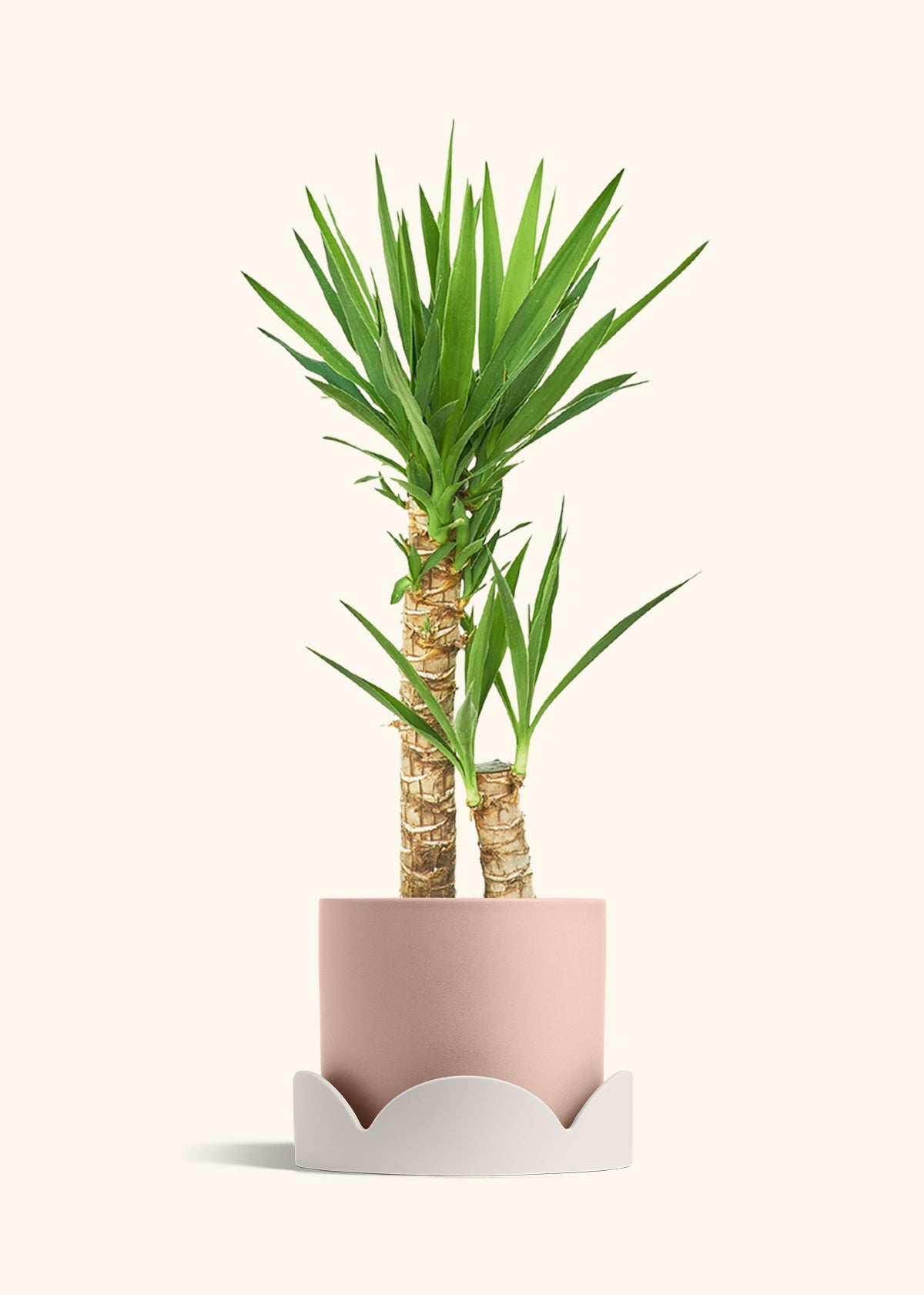 Yucca Cane in a 10 inches Pink Classic Cylinder Planter in a Shamrock Petal Drip Tray