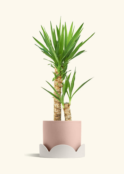 Yucca Cane in a 10 inches Pink Classic Cylinder Planter in a Shamrock Petal Drip Tray