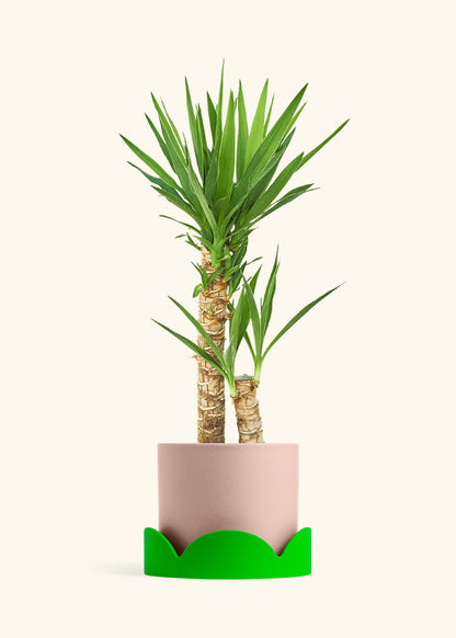 Yucca Cane in a 10 inches Pink Classic Cylinder Planter in a Oat Petal Drip Tray