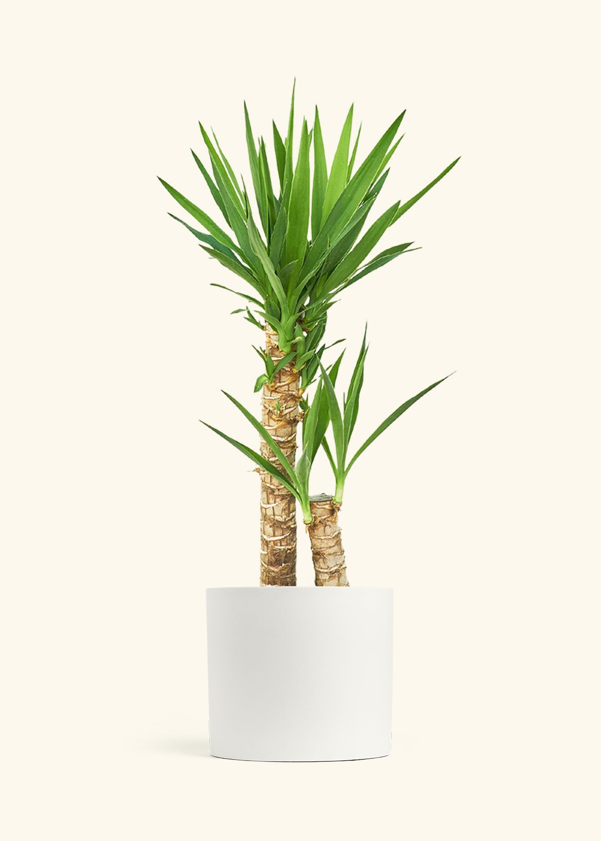 Yucca Cane in a 10 inches White Classic Cylinder Planter 