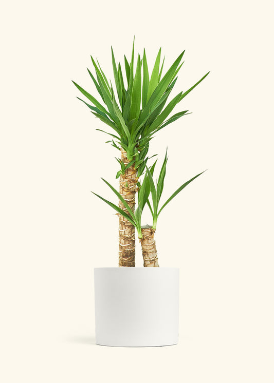 Yucca Cane in a 10 inches White Classic Cylinder Planter 