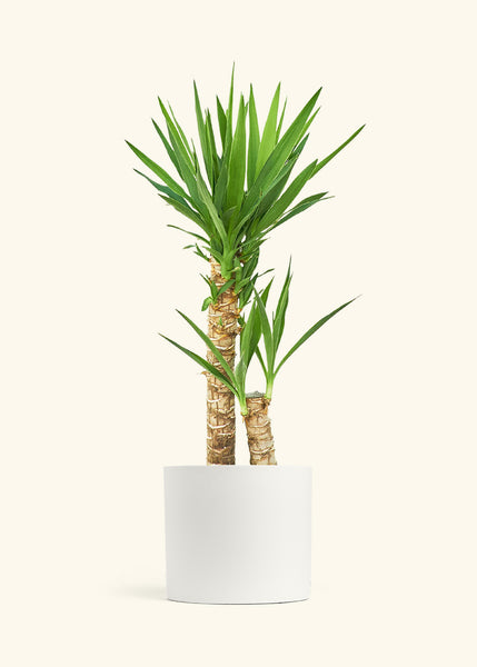 yucca cane height Yucca Cane – Hey Rooted