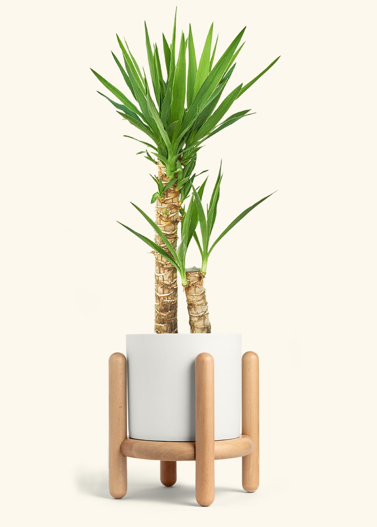 Yucca Cane in a 10 inches White Classic Cylinder Planter in a Beech Wood Stand