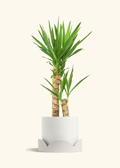 Yucca Cane in a 10 inches White Classic Cylinder Planter in a Shamrock Petal Drip Tray