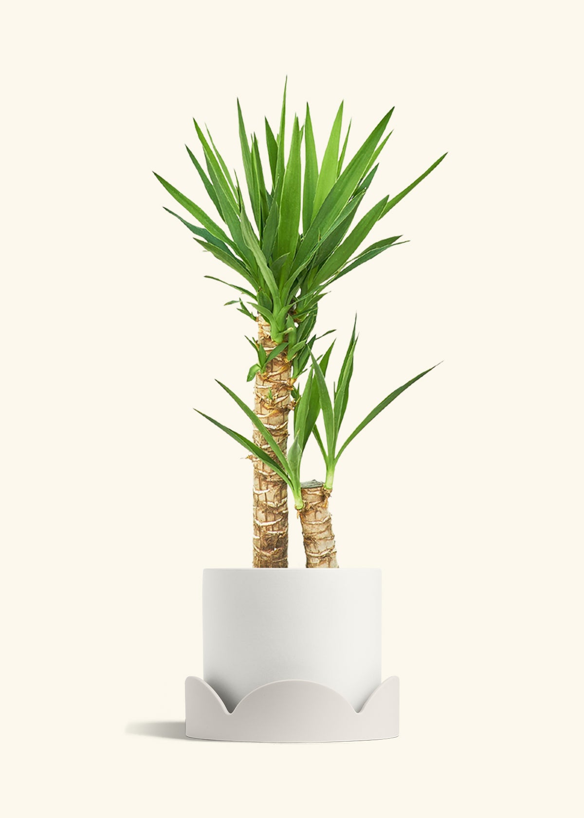 Classic Planter Tray Combo, Polar White