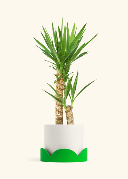 Yucca Cane in a 10 inches White Classic Cylinder Planter in a Oat Petal Drip Tray