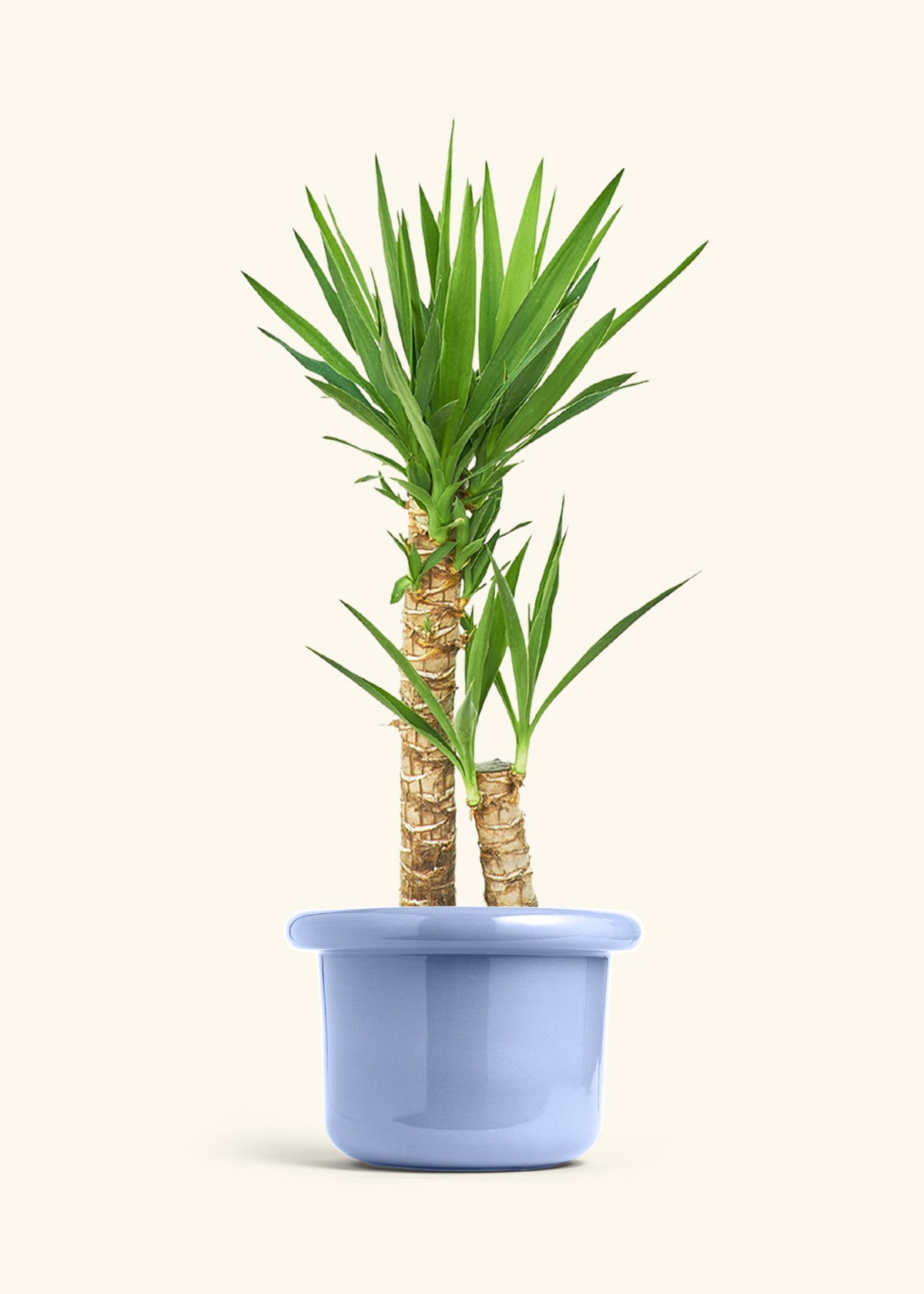 Yucca Cane in a 10 inches Fat Lip Blue Planter 