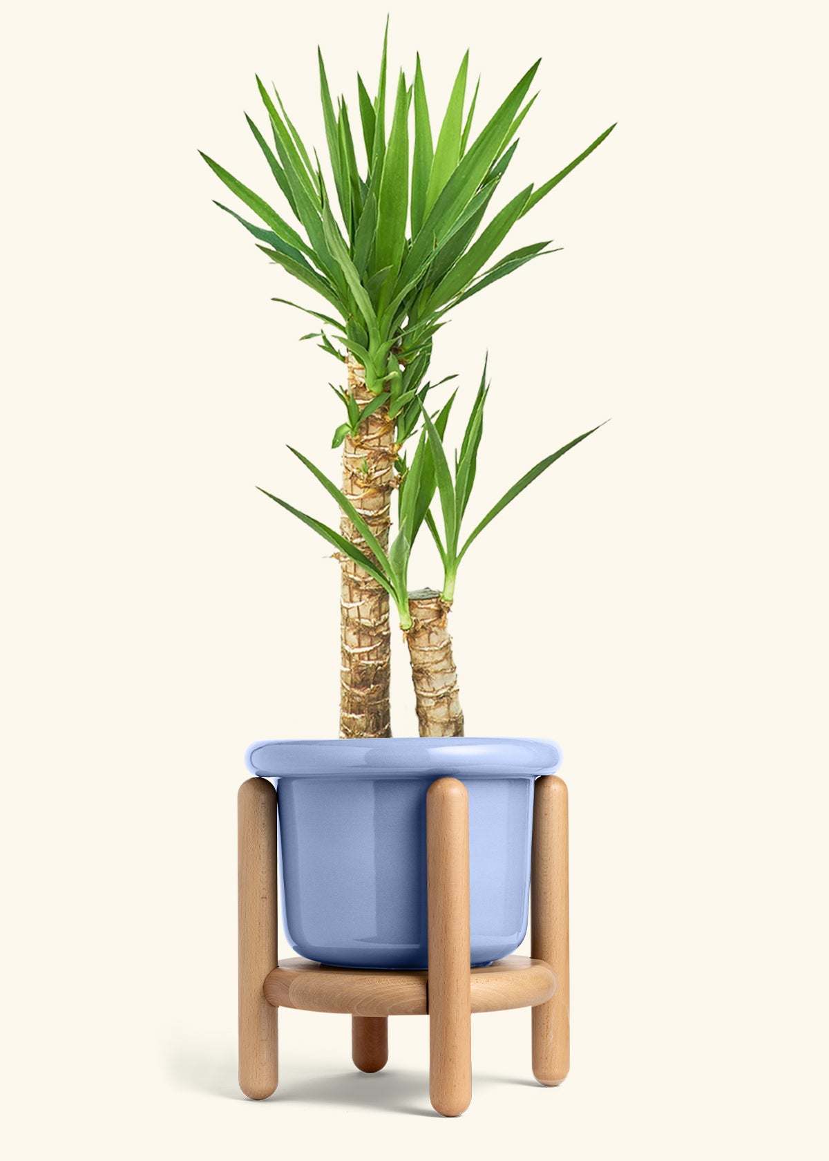 Yucca Cane in a 10 inches Fat Lip Blue Planter in a Beech Wood Stand