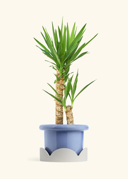 Yucca Cane in a 10 inches Fat Lip Blue Planter in a Oat Petal Drip Tray