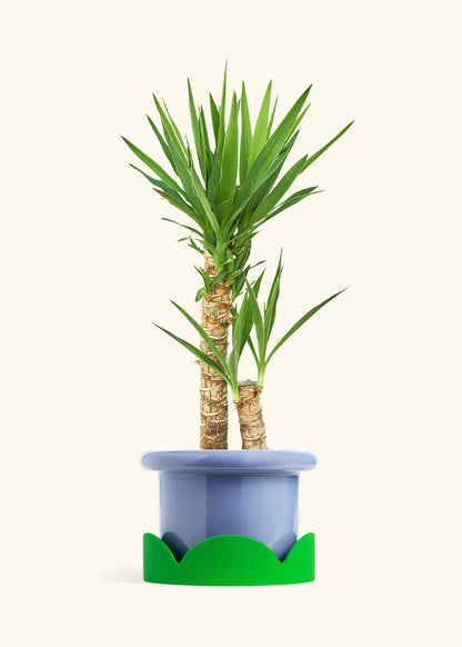 Yucca Cane in a 10 inches Fat Lip Blue Planter in a Shamrock Petal Drip Tray