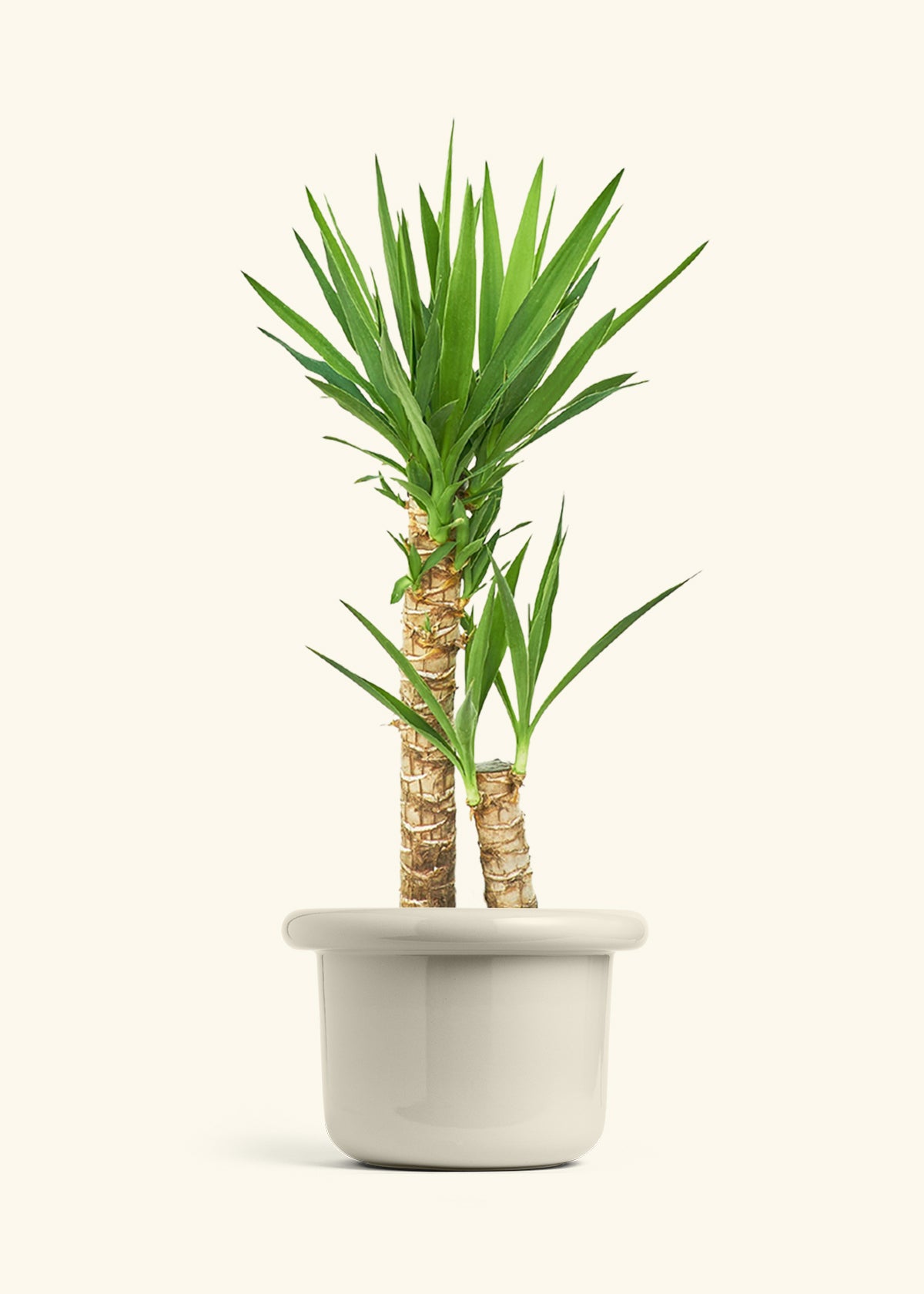 Yucca Cane in a 10 inches Fat Lip Oat Planter 