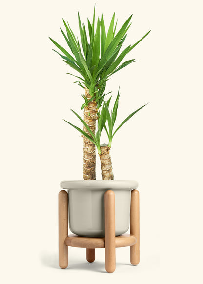 Yucca Cane in a 10 inches Fat Lip Oat Planter in a Beech Wood Stand