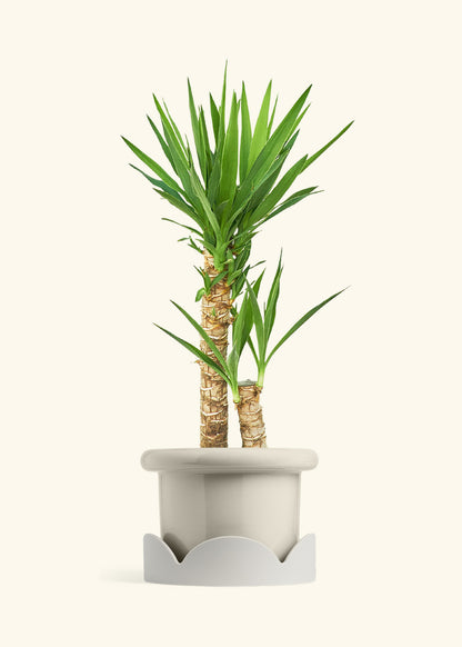 Yucca Cane in a 10 inches Fat Lip Oat Planter in a Oat Petal Drip Tray