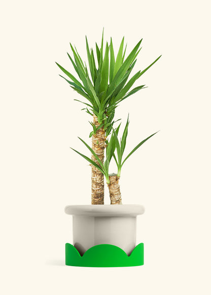 Yucca Cane in a 10 inches Fat Lip Oat Planter in a Shamrock Petal Drip Tray