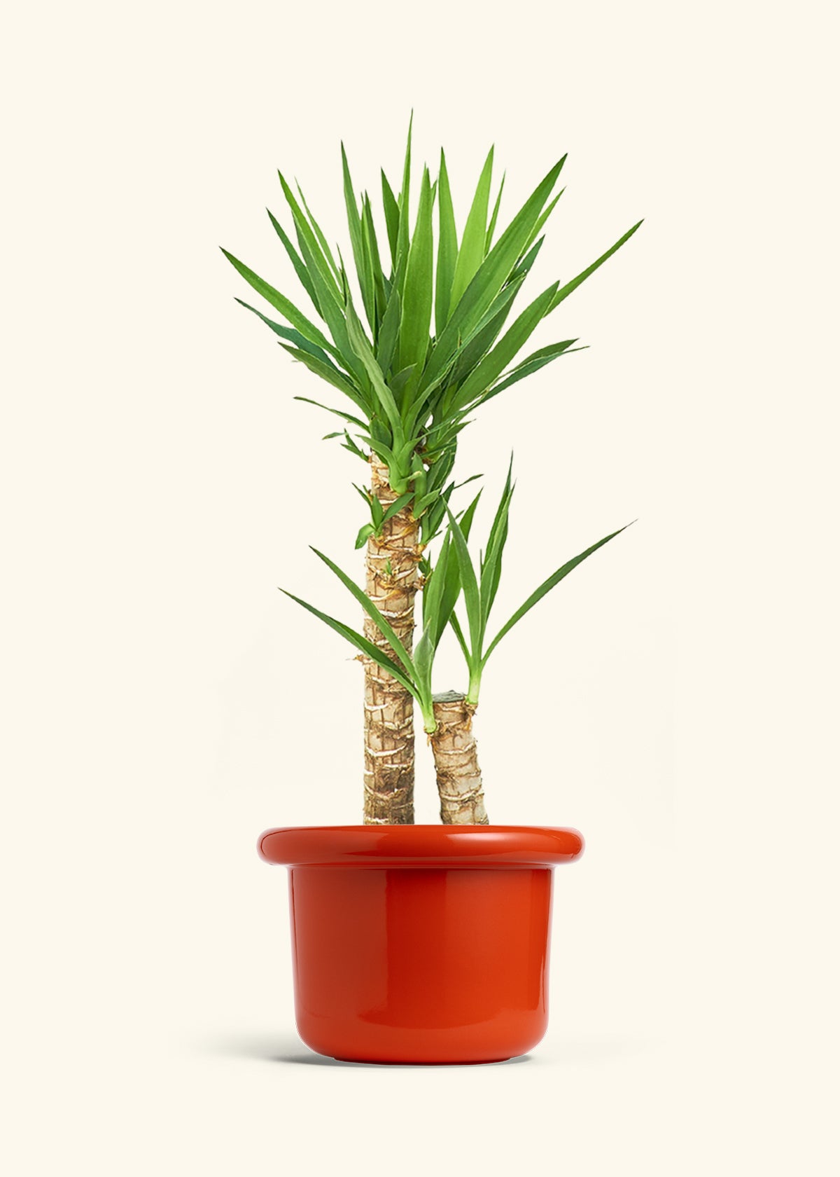 Yucca Cane in a 10 inches Fat Lip Red Planter 