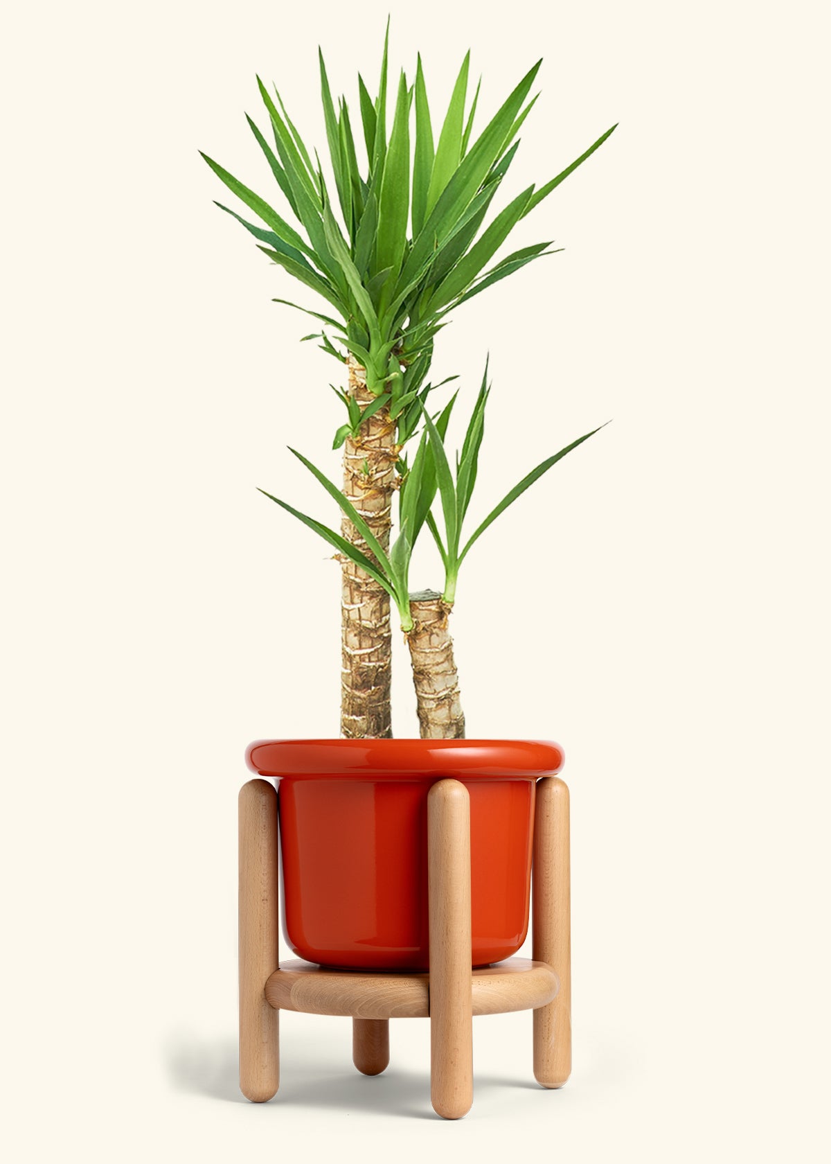 Yucca Cane in a 10 inches Fat Lip Red Planter in a Beech Wood Stand