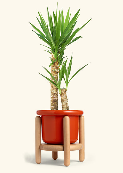 Yucca Cane in a 10 inches Fat Lip Red Planter in a Beech Wood Stand