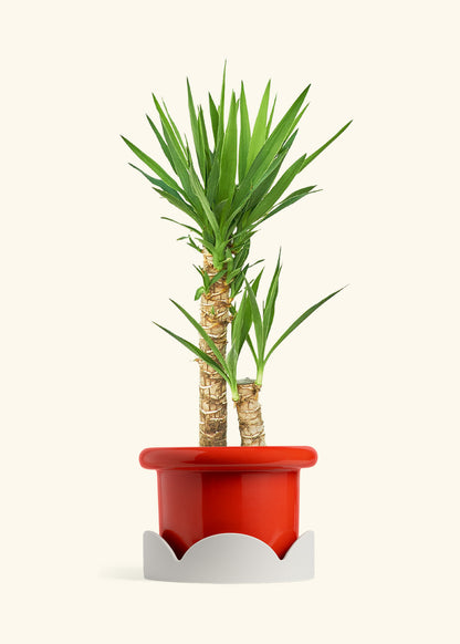 Yucca Cane in a 10 inches Fat Lip Red Planter in a Oat Petal Drip Tray