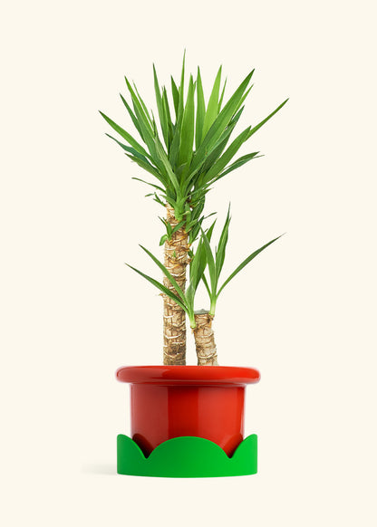 Yucca Cane in a 10 inches Fat Lip Red Planter in a Shamrock Petal Drip Tray