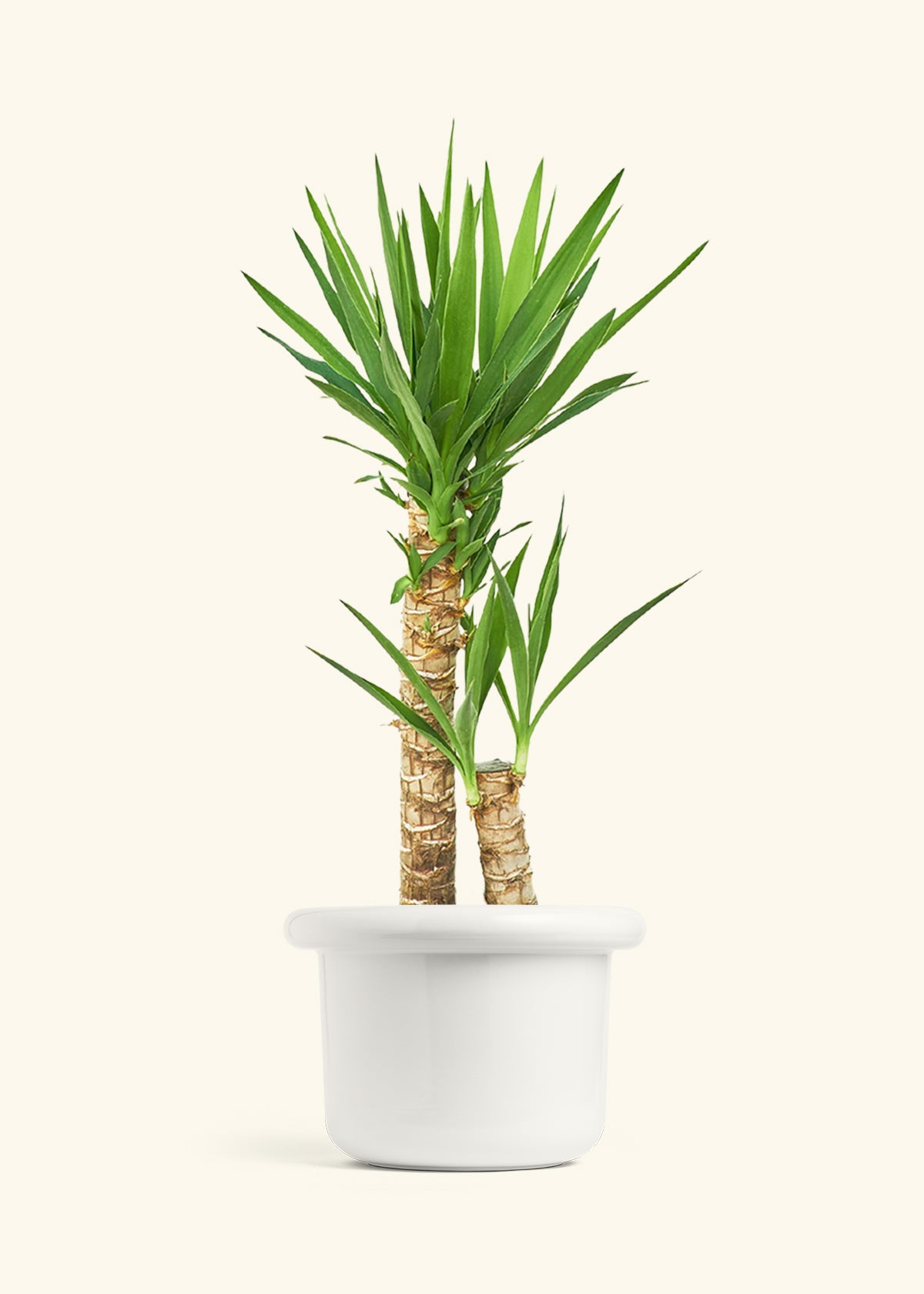 Yucca Cane in a 10 inches Fat Lip White Planter 