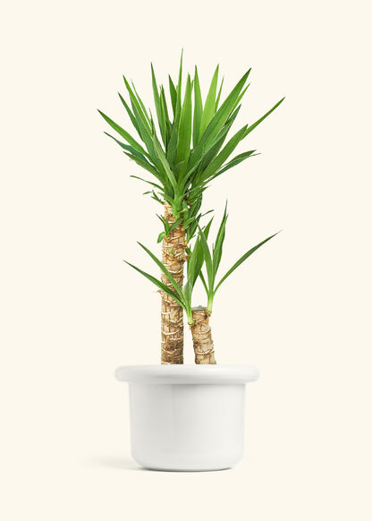 Yucca Cane in a 10 inches Fat Lip White Planter 