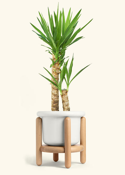 Yucca Cane in a 10 inches Fat Lip White Planter in a Beech Wood Stand
