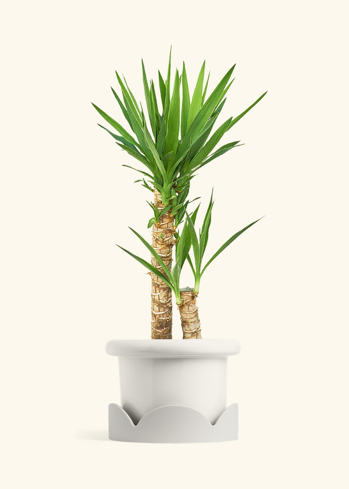 Yucca Cane in a 10 inches Fat Lip White Planter in a Oat Petal Drip Tray