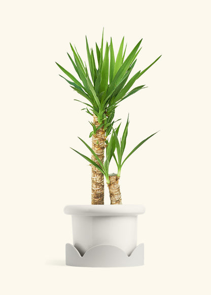 Yucca Cane in a 10 inches Fat Lip White Planter in a Oat Petal Drip Tray