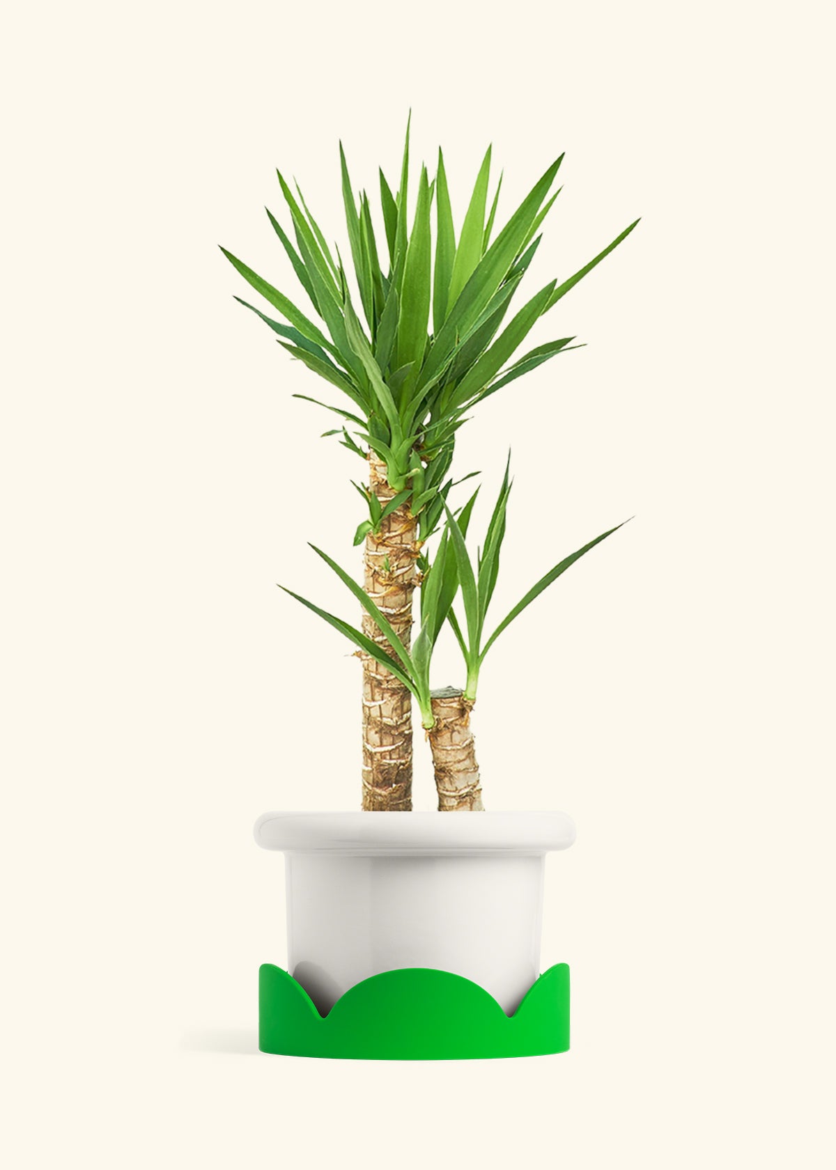 Yucca Cane in a 10 inches Fat Lip White Planter in a Shamrock Petal Drip Tray