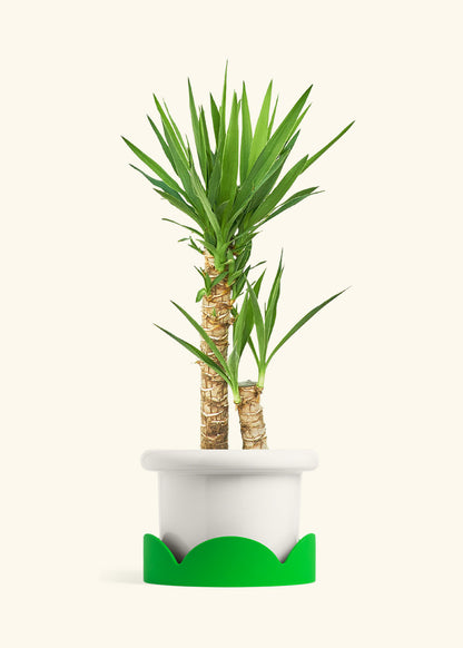 Yucca Cane in a 10 inches Fat Lip White Planter in a Shamrock Petal Drip Tray