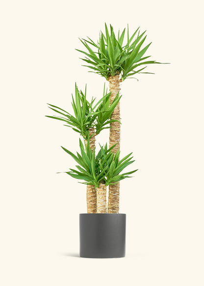 Yucca Cane in a 10 inches Charcoal Classic Cylinder Planter 