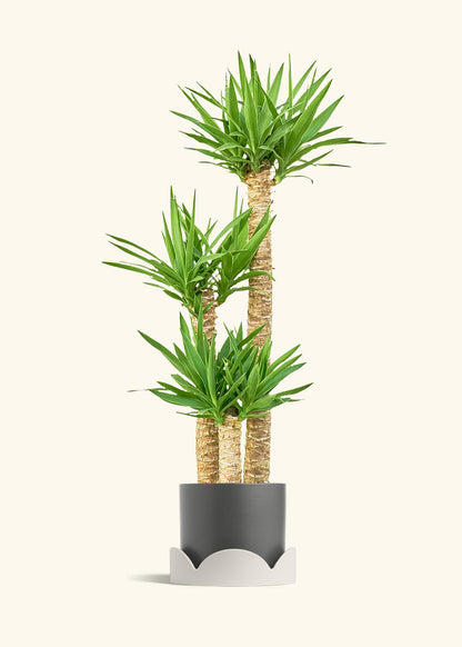 Yucca Cane in a 10 inches Charcoal Classic Cylinder Planter in a Oat Petal Drip Tray