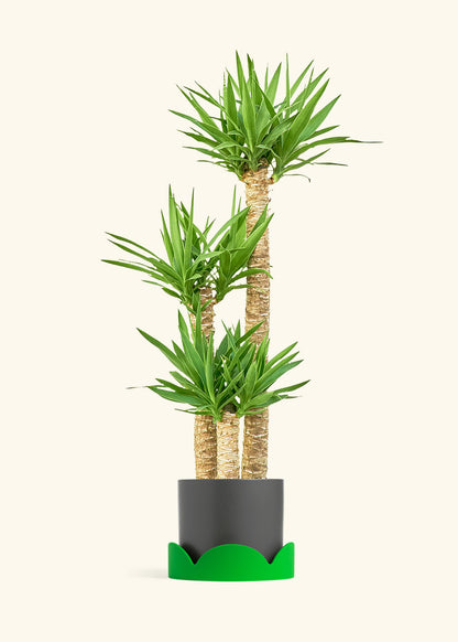 Yucca Cane in a 10 inches Charcoal Classic Cylinder Planter in a Shamrock Petal Drip Tray