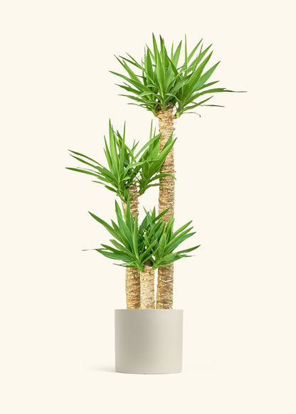 Yucca Cane in a 10 inches Oat Classic Cylinder Planter in a Shamrock Petal Drip Tray