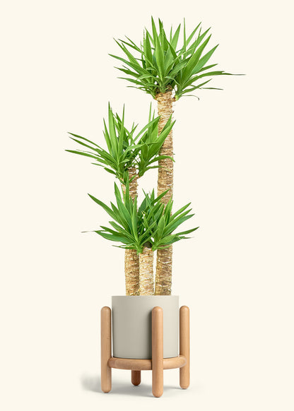 Yucca Cane in a 10 inches Oat Classic Cylinder Planter in a Beech Wood Stand