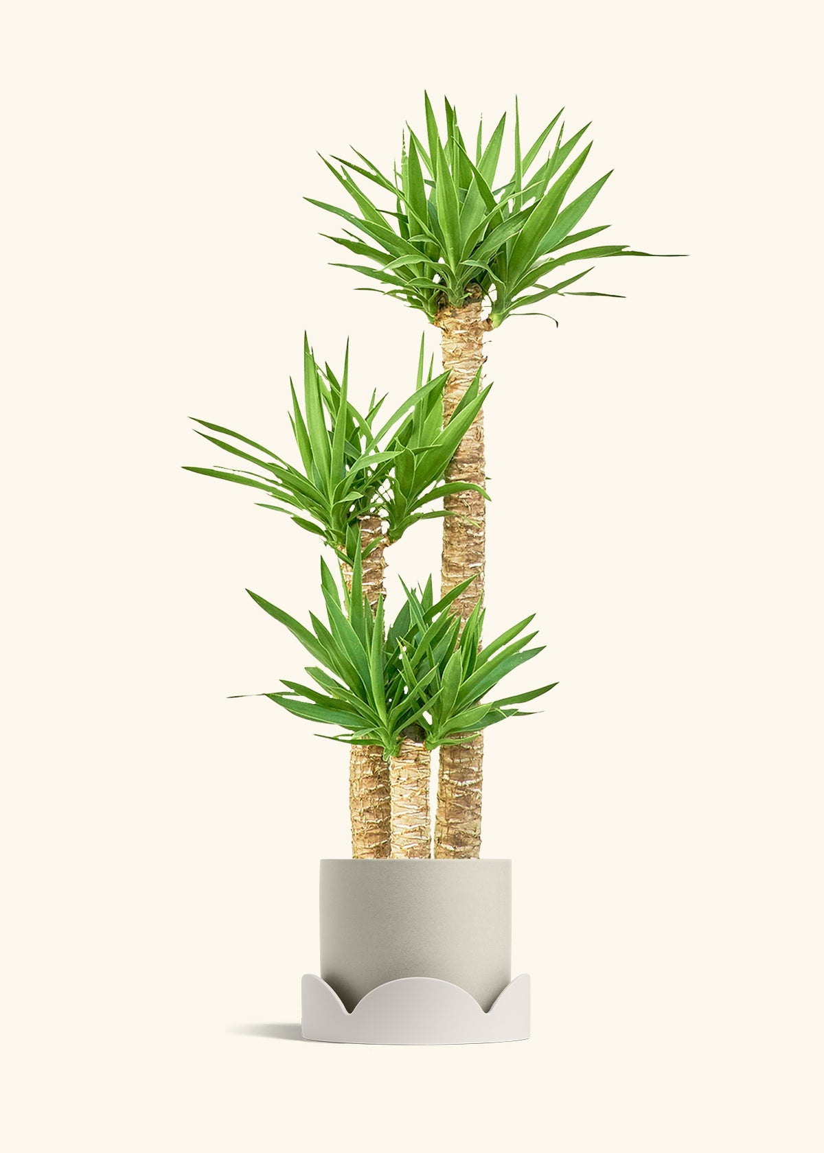 Yucca Cane in a 10 inches Oat Classic Cylinder Planter in a Shamrock Petal Drip Tray