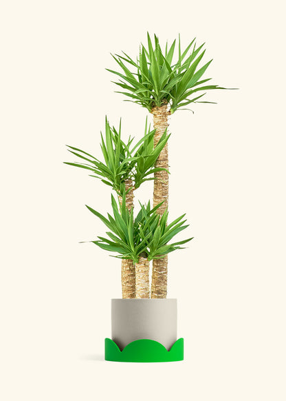 Yucca Cane in a 10 inches Oat Classic Cylinder Planter 