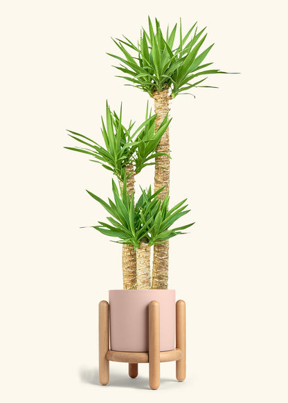 Yucca Cane in a 10 inches Pink Classic Cylinder Planter in a Beech Wood Stand
