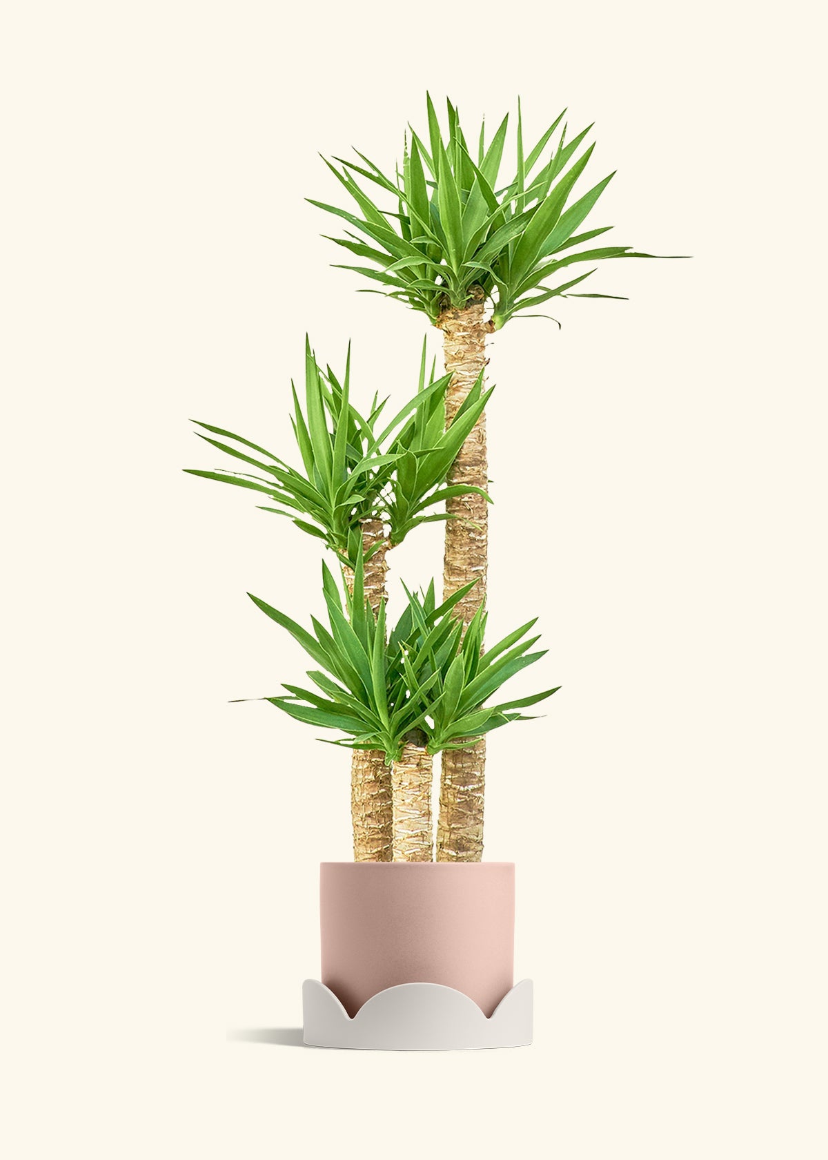 Yucca Cane in a 10 inches Pink Classic Cylinder Planter in a Shamrock Petal Drip Tray