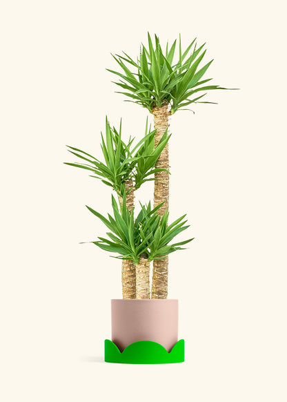 Yucca Cane in a 10 inches Pink Classic Cylinder Planter in a Oat Petal Drip Tray